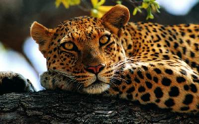 The Real Deal - Luxury Africa