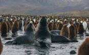 Antarctic Peninsula and South Shetland Islands Expedition Antarctic-Peninsula-and-South-Shetland-Islands-Expedition_pk35059_1.jpg