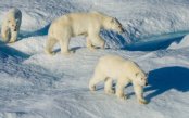 Arctic Splendours: Iceland, Greenland & Newfoundland Arctic-Splendours-Iceland-Greenland-Newfoundland_pk34710_1.jpg