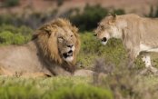 Cape-Town-Pumba-Big-5-Safari-Mauritius-13-Nights_pk34455_1.jpg
