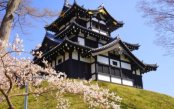 Sea of Japan & Cherry Blossoms Sea-of-Japan-Cherry-Blossoms-cansumer_pk34677_1.jpg