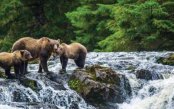 Totems & Tidewaters: A Great Bear Rainforest Expedition Totems-Tidewaters-A-Great-Bear-Rainforest-Expedition_pk35102_1.jpg