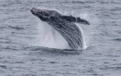 Untamed Alaska: An Expedition into the Great White Silence Untamed-Alaska-An-Expedition-into-the-Great-White-Silence_pk35191_1.jpg